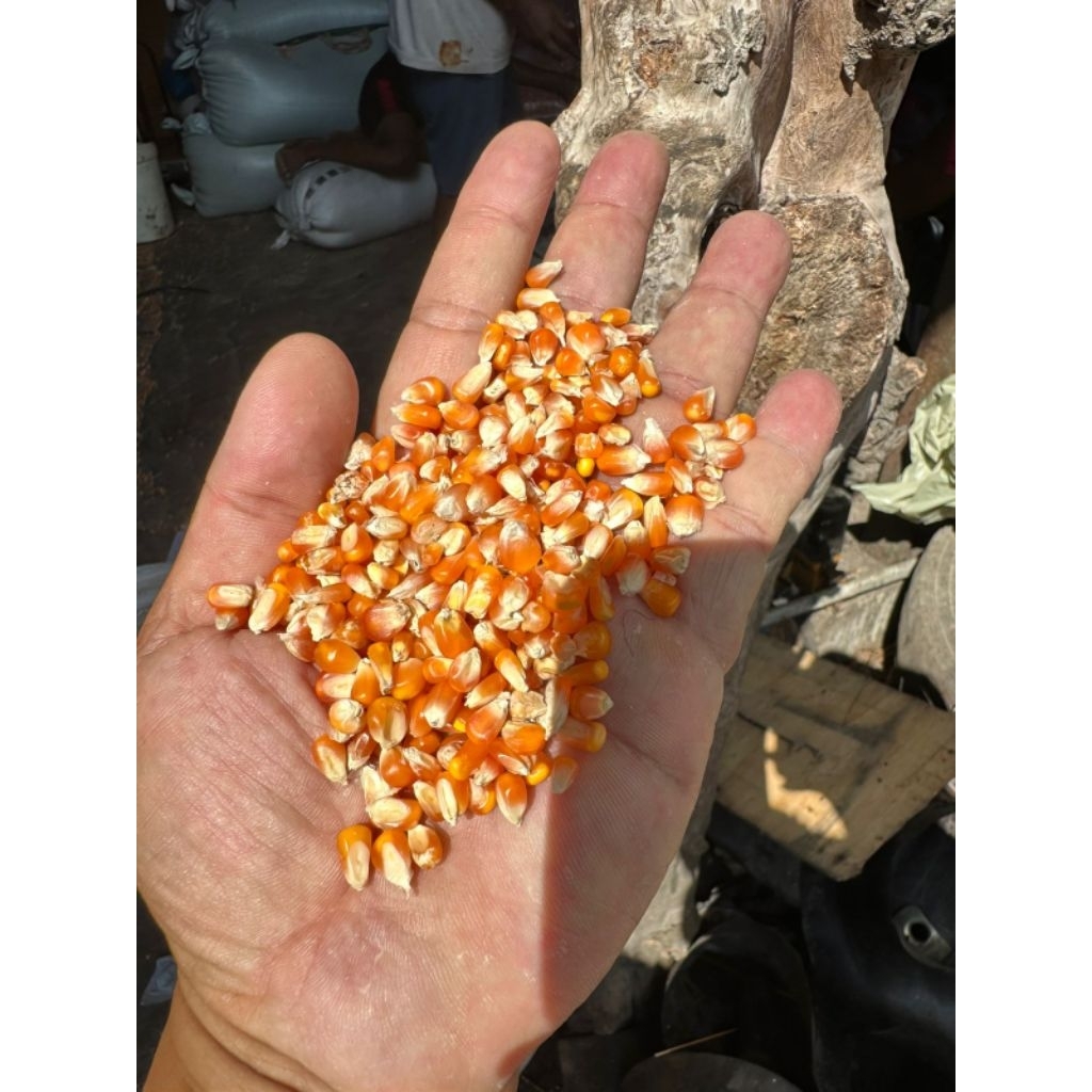 1 kilo jagung biji timun jagung makanan burung merpati jagung manggis jagung kristal super