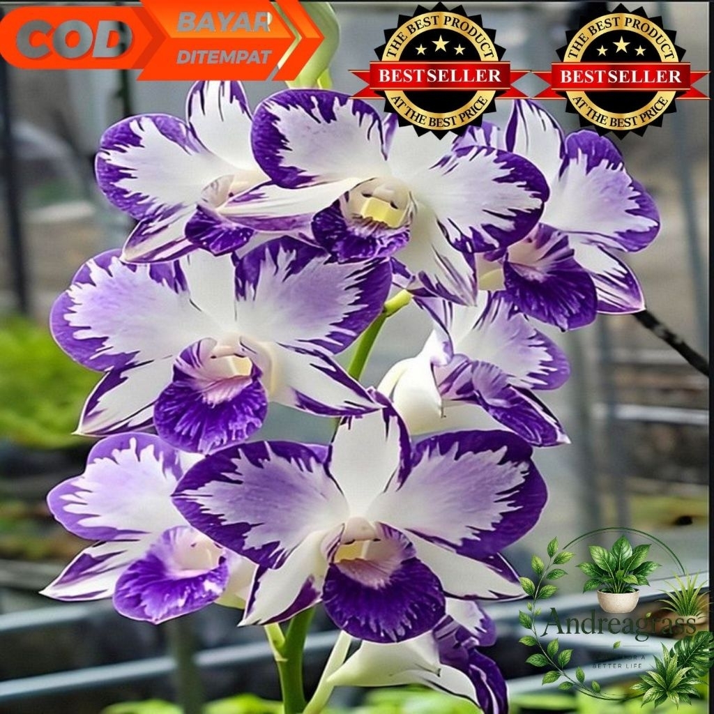 Terlaris Tanaman Hias anggrek dendrobium imported Thailand//bunga Tanaman hias anggrek dendrobium - 