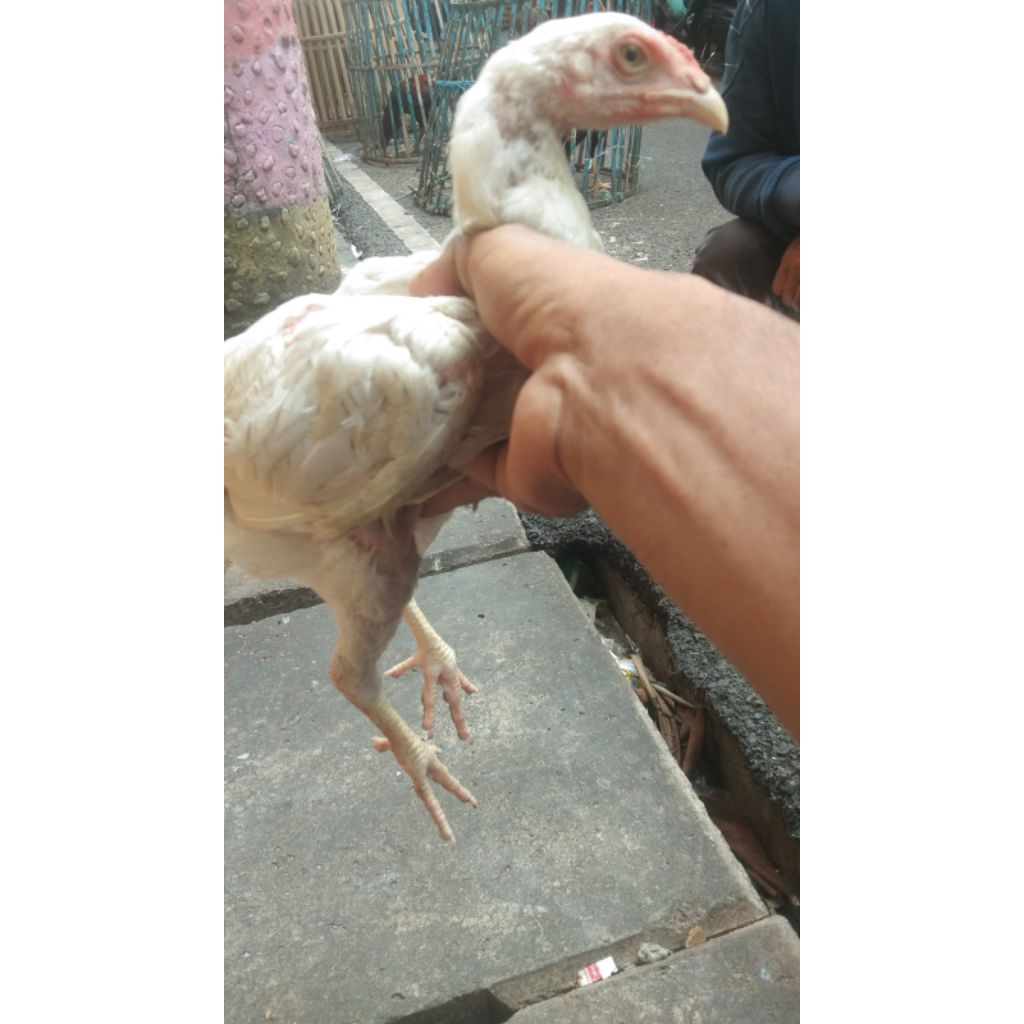 ayam bangkok anakan pilihan, warna putih