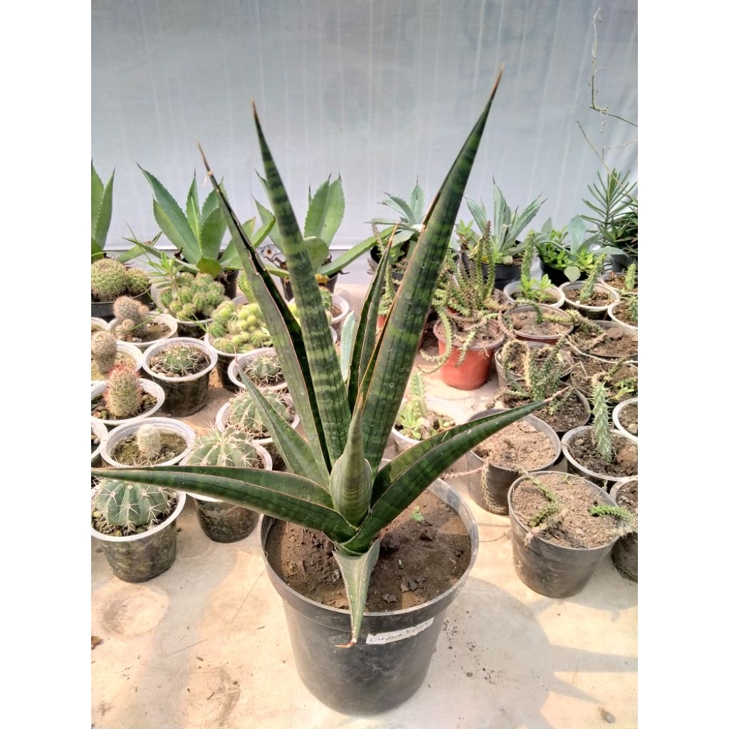 sansevieria hybrid Cordova x downsi indukan jumbo