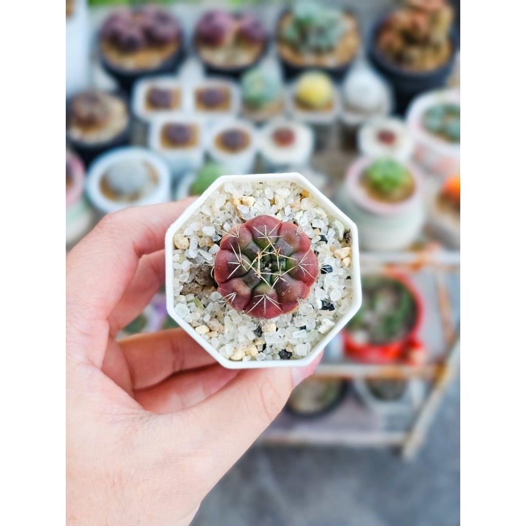 Kaktus gymno damsii variegata merah menyala
