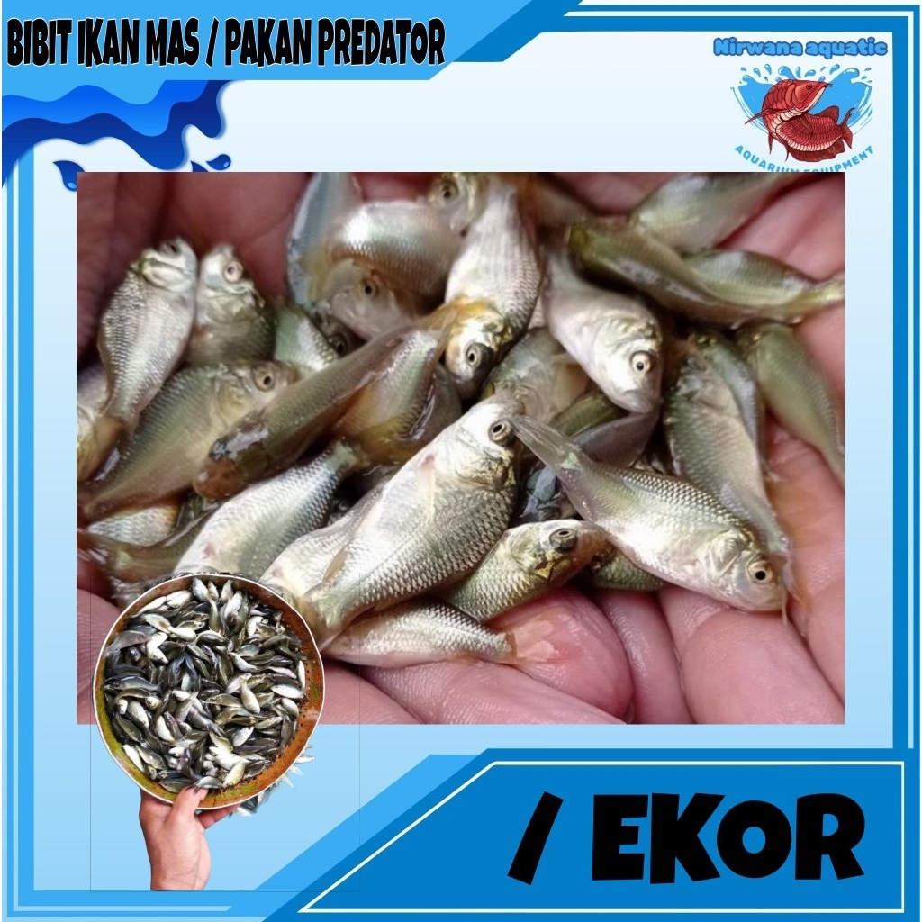 (INSTAN) BIBIT IKAN MAS HIDUP - PAKAN PREDATOR /EKOR