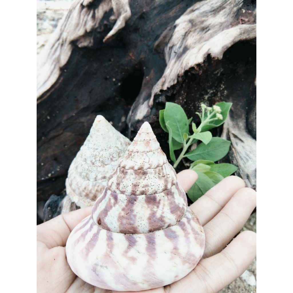 cangkang keong laut kerucut alami