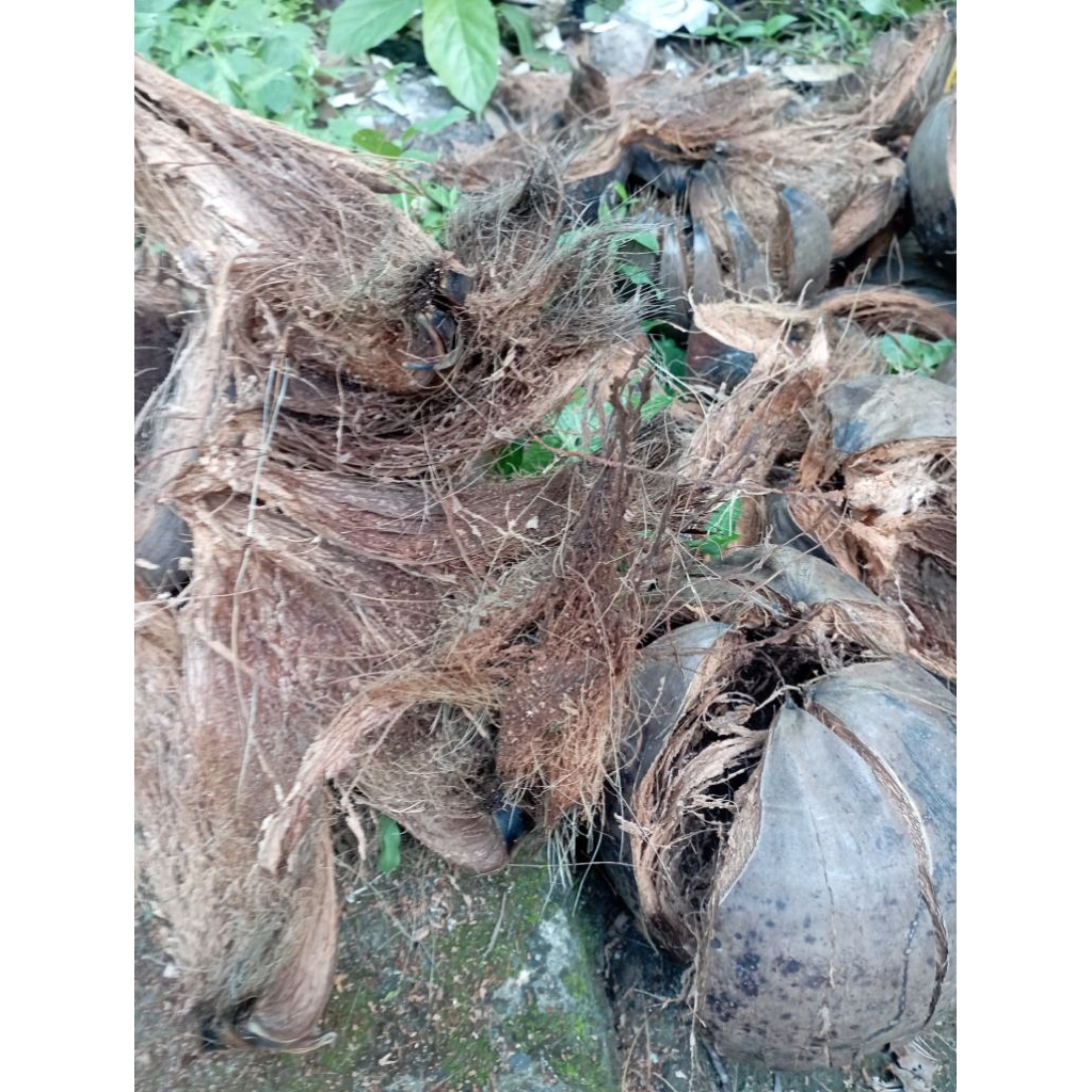 sabut kelapa utuh 1 butir