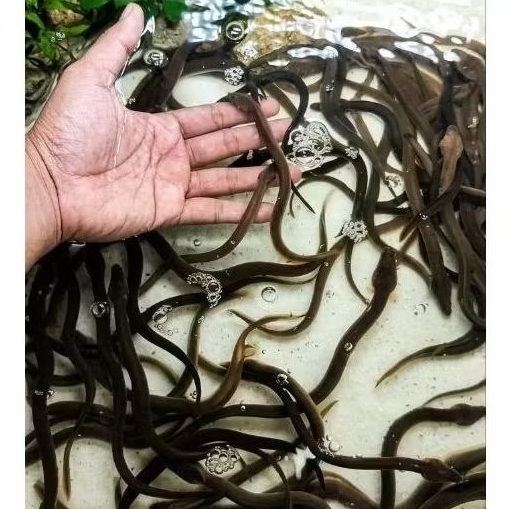 benih/bibit sidat elver ukuran 5-10 gram