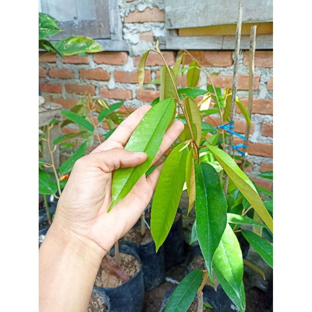 bibit durian musangking bibit durian unggul valid hasil sambung pucuk cepat berbuah