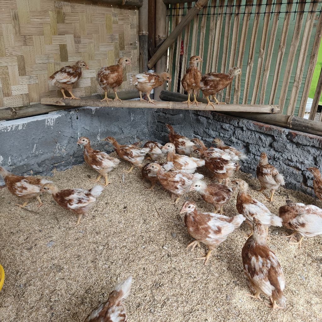 Ayam Petelur Umur 5 minggu sudah vaksin