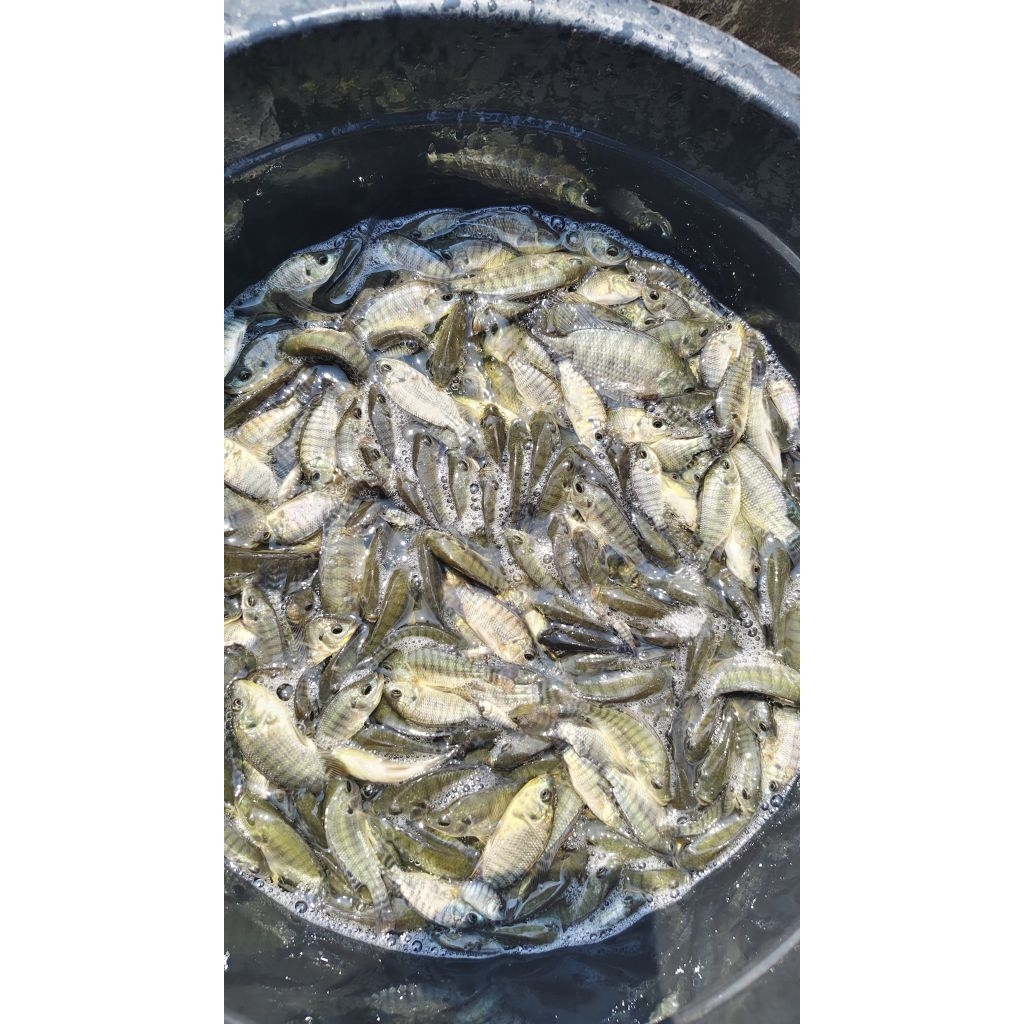 Bibit ikan Nila hitam / mujaer per 1 liter