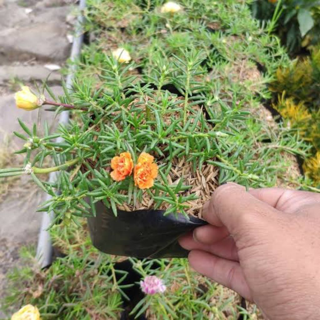 Bunga krokot warna warni - tanaman hias krokot
