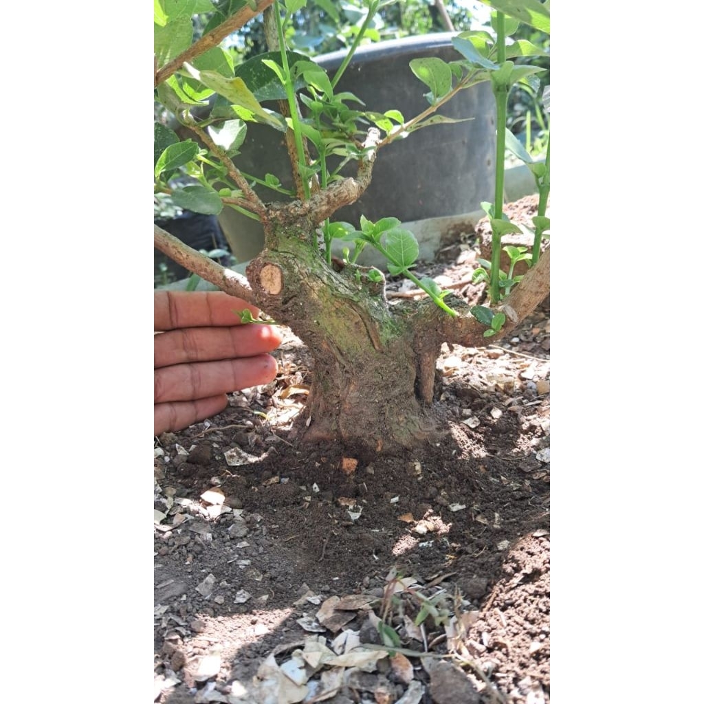 bonsai bahan sancang prokaran sesuai difoto