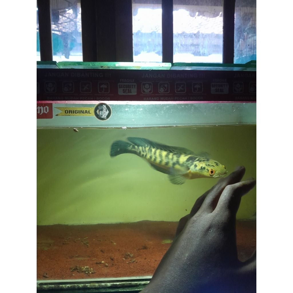ikan hias chana maru yelow sentarum uk 27-30 jumbo