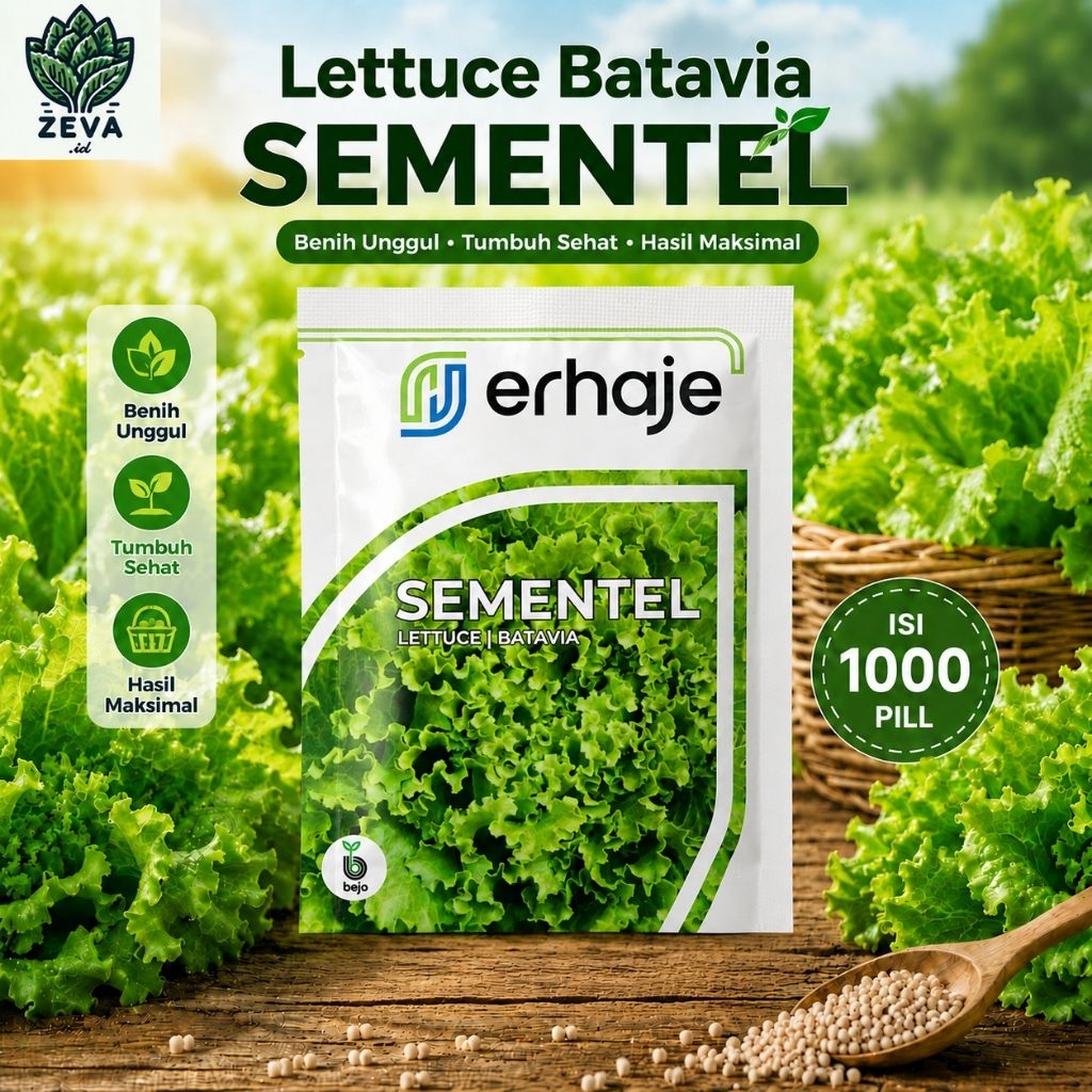 Benih Bibit Lettuce Batavia SEMENTEL 1000 pills - Bejo Seed