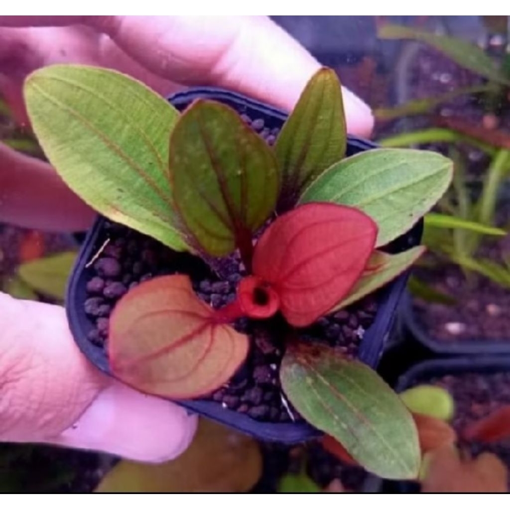 echinodorus big bear
