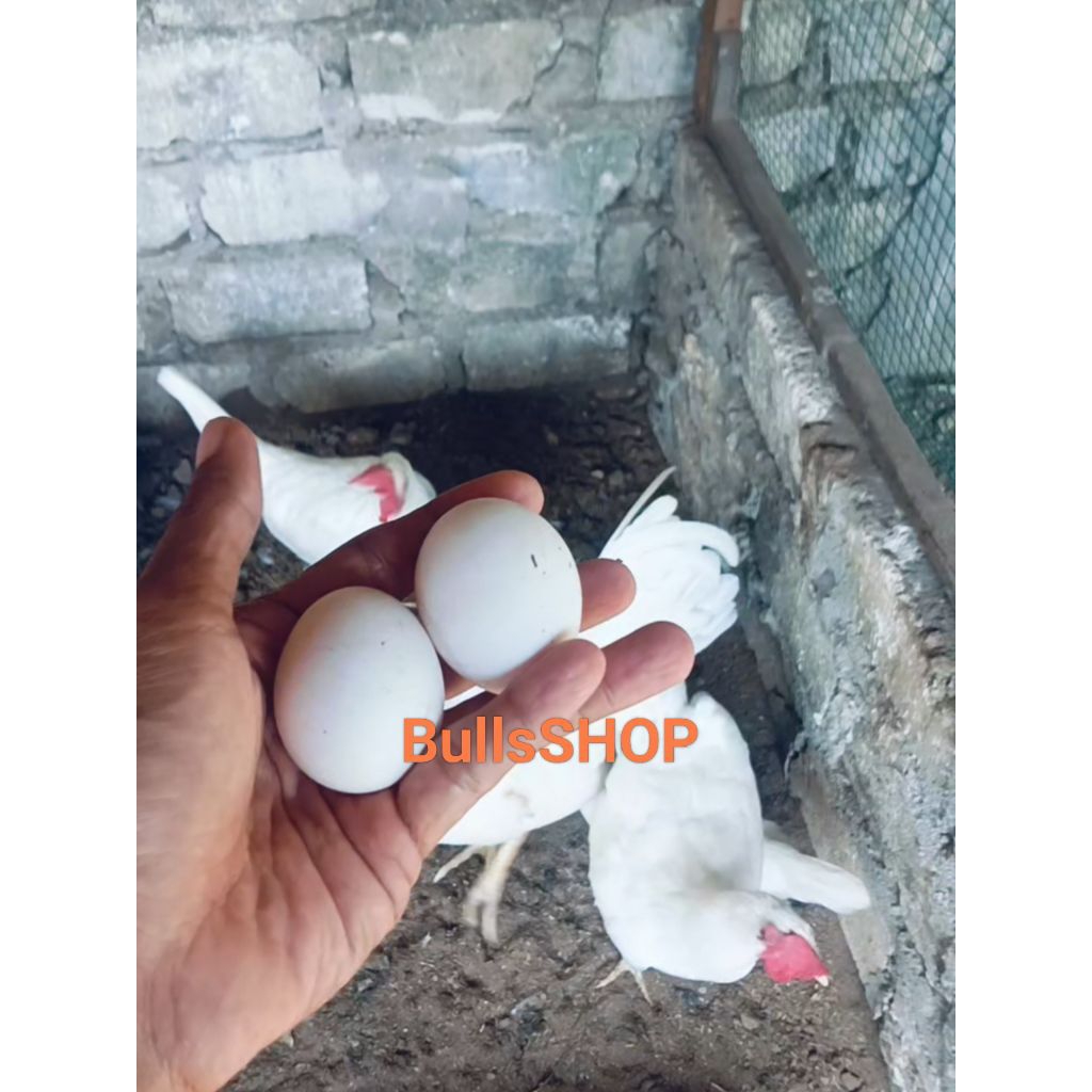 Telur Ayam White Leghorn Fertil