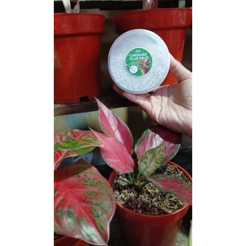cangkang telur halus