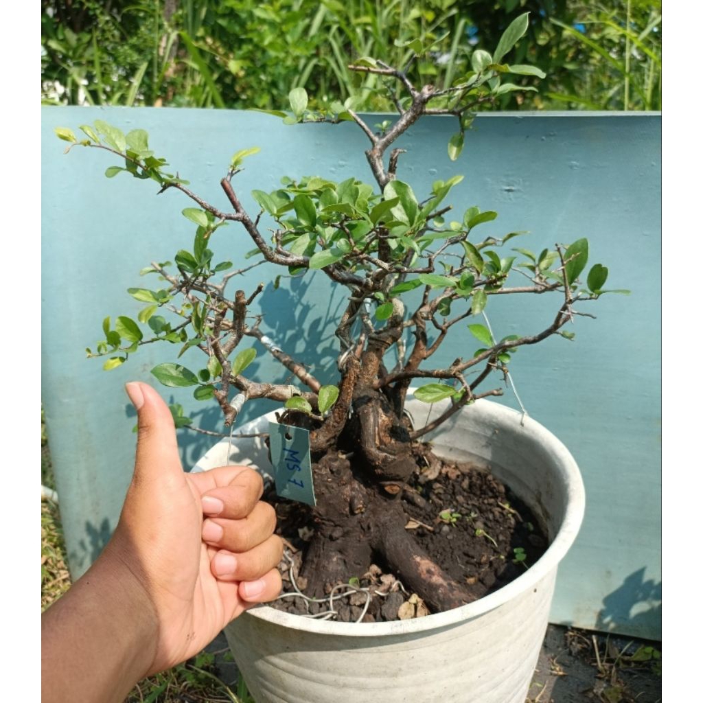 Bonsai Mustam Real Picture