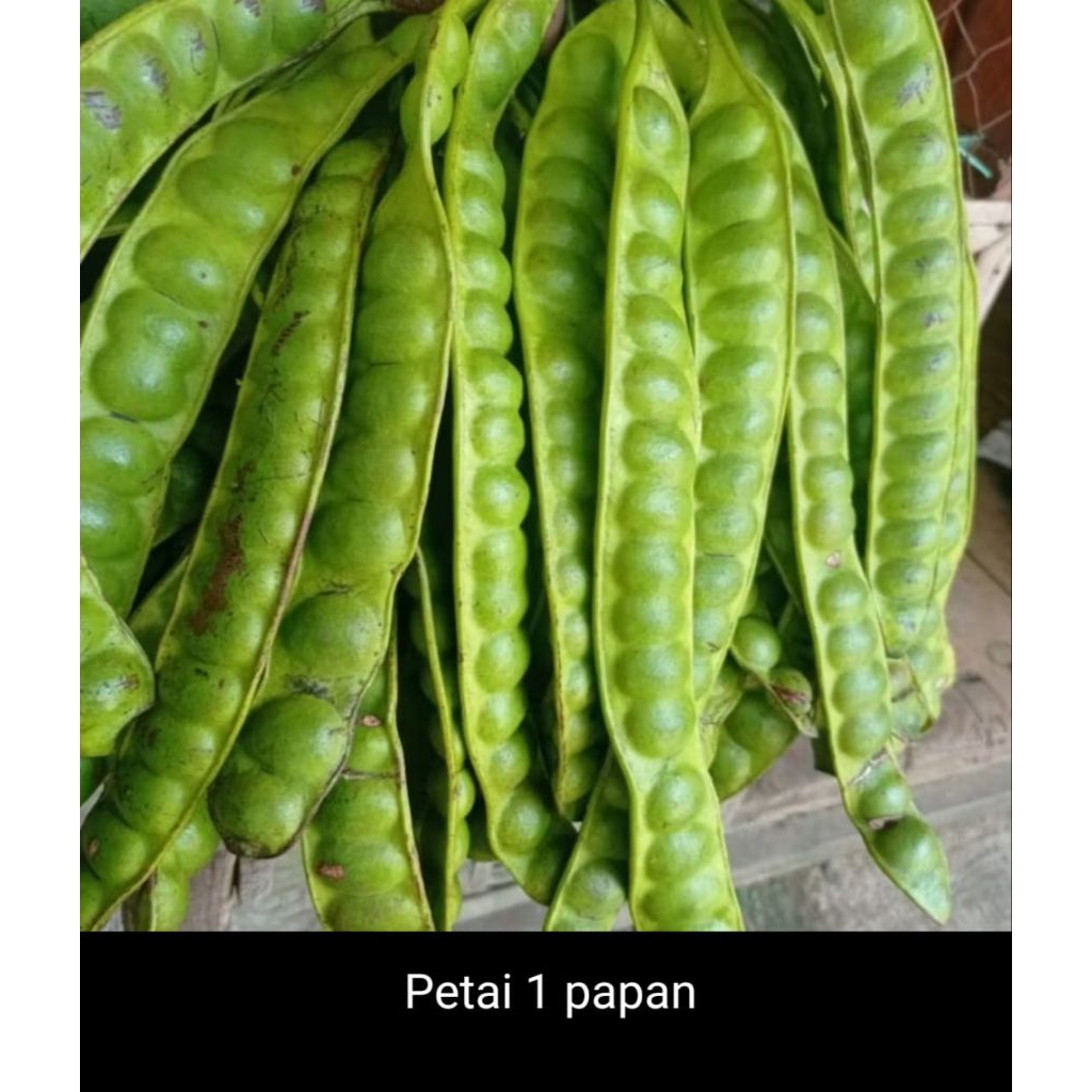 Petai 1 papan