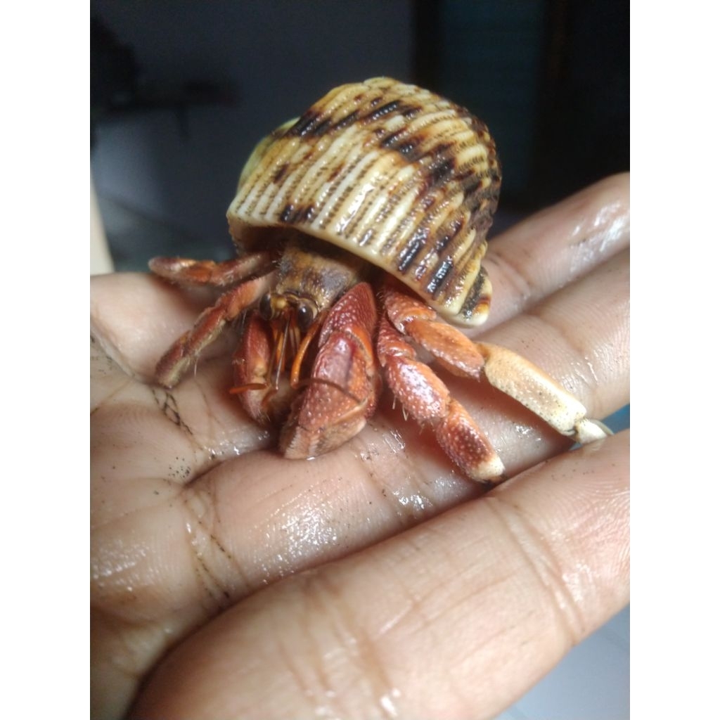 3 ekor kelomang rugosus jumbo cangkang unik