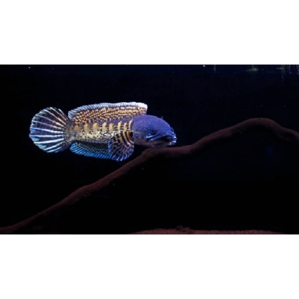 Ikan Chana Auranti Ukuran 3-15cm, Kondisi Sehat dan Garansi Kualitas