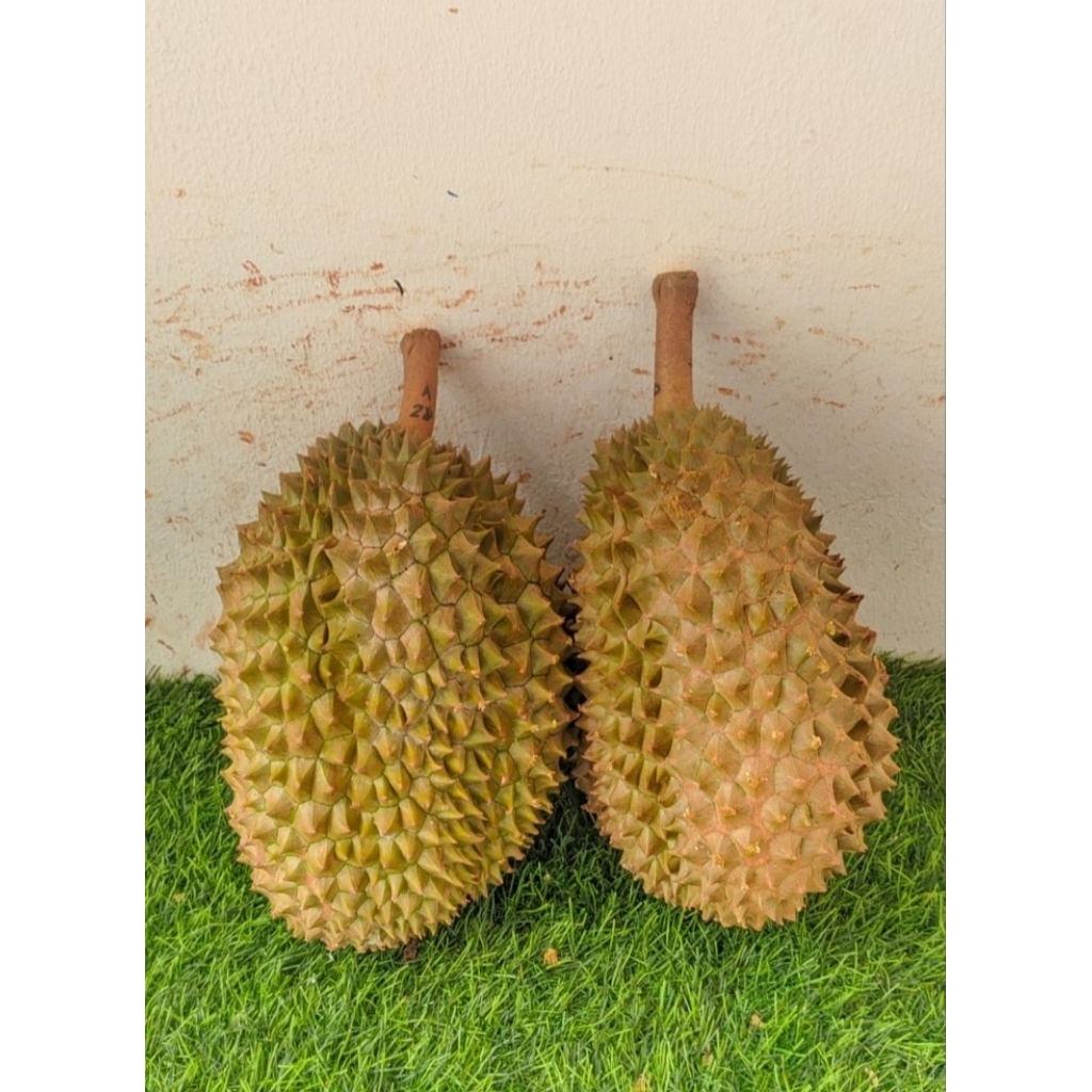 Durian bawor utuh fresh