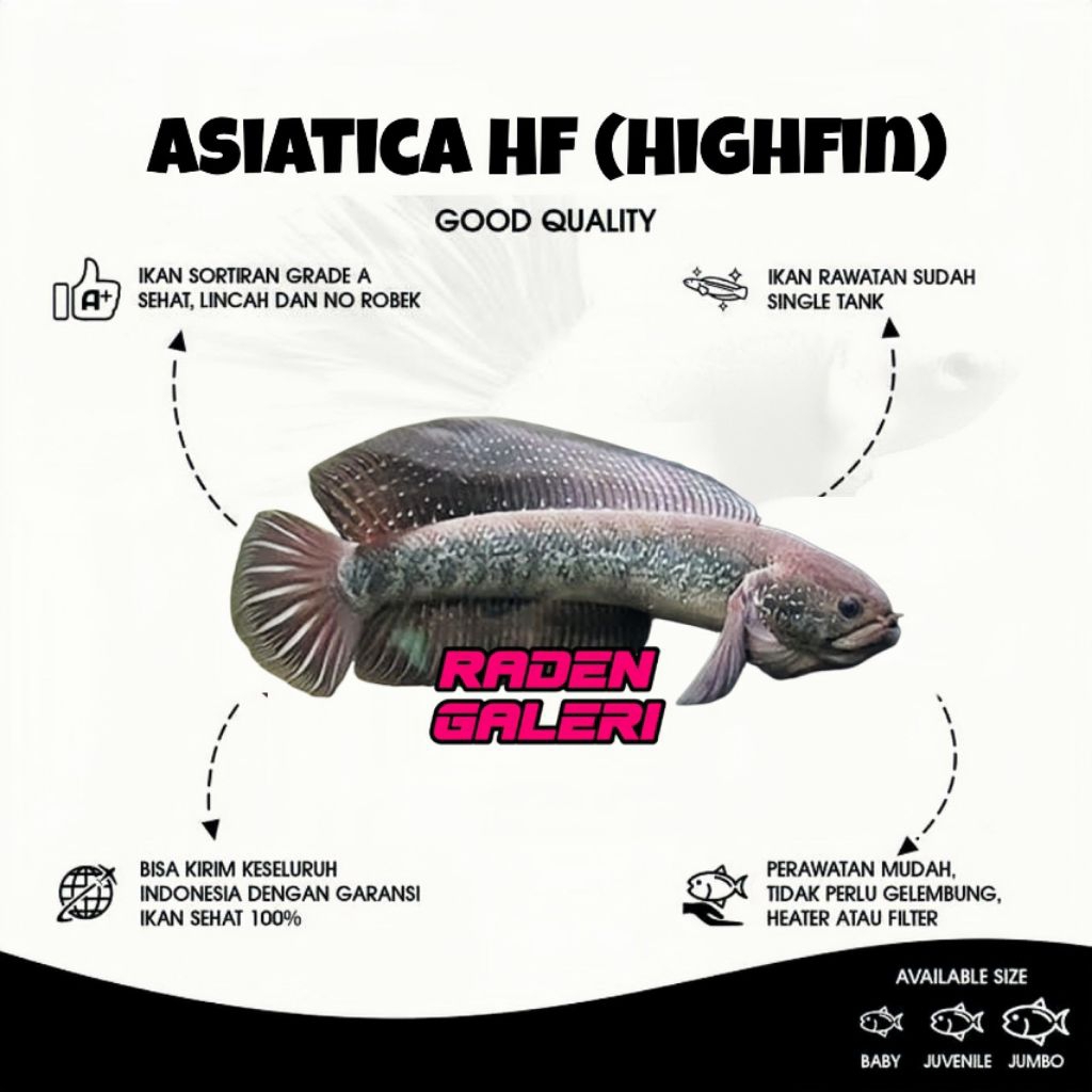 [ Asiatica HF ] Parfum Aroma Asiatica Highfin Gondrong HF
