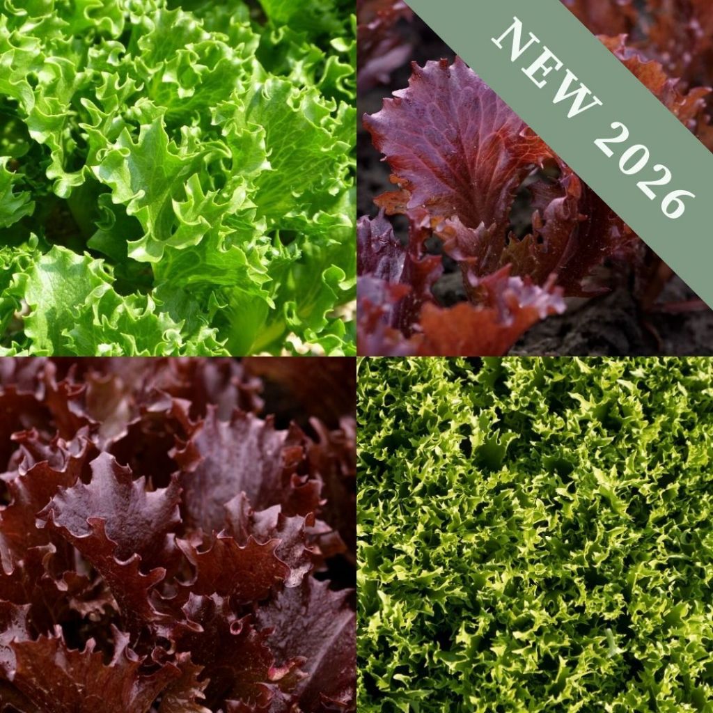 Benih Lettuce / Selada
