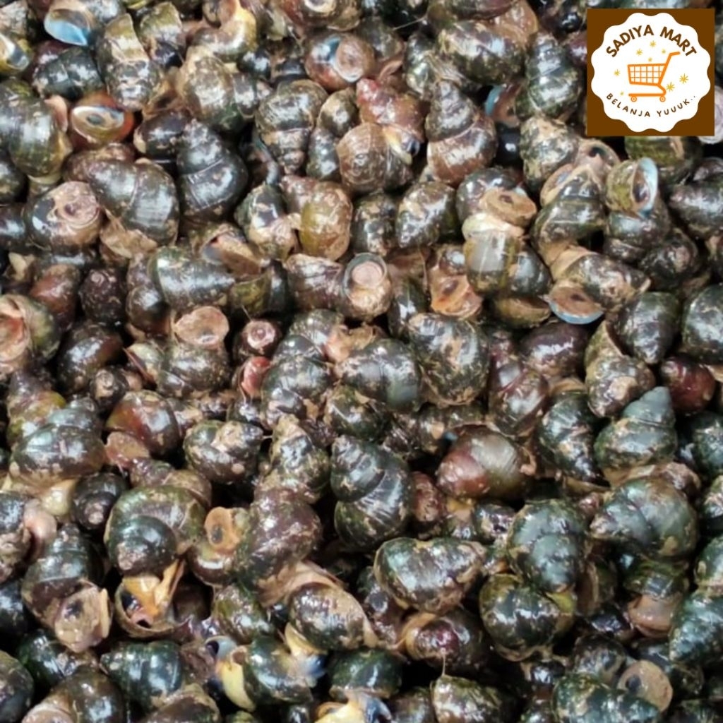 Tutut hidup fresh 1kg