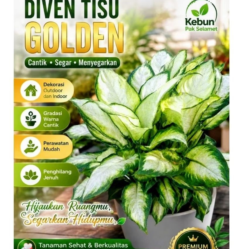 Promo Aglonema Diven Tisu Golden Dewasa Daun  Rimbun Akar  Subur