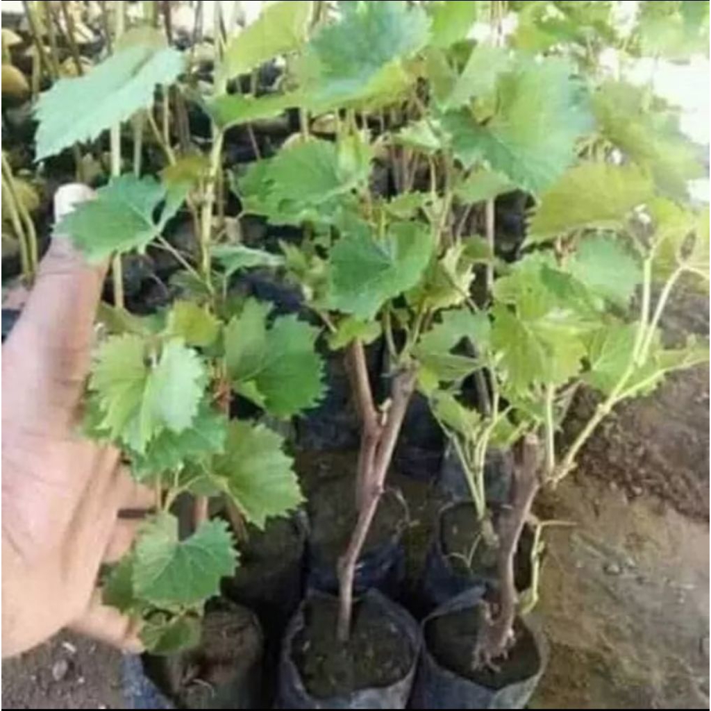 1paket bibit anggur hijau dapat 3bibit anggur