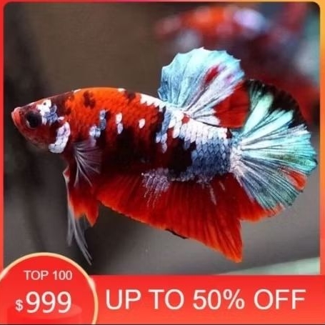 Betina Siap Breeding Ikan Cupang Plakat Multicolor - Size M, Warna Acak, Bergaransi