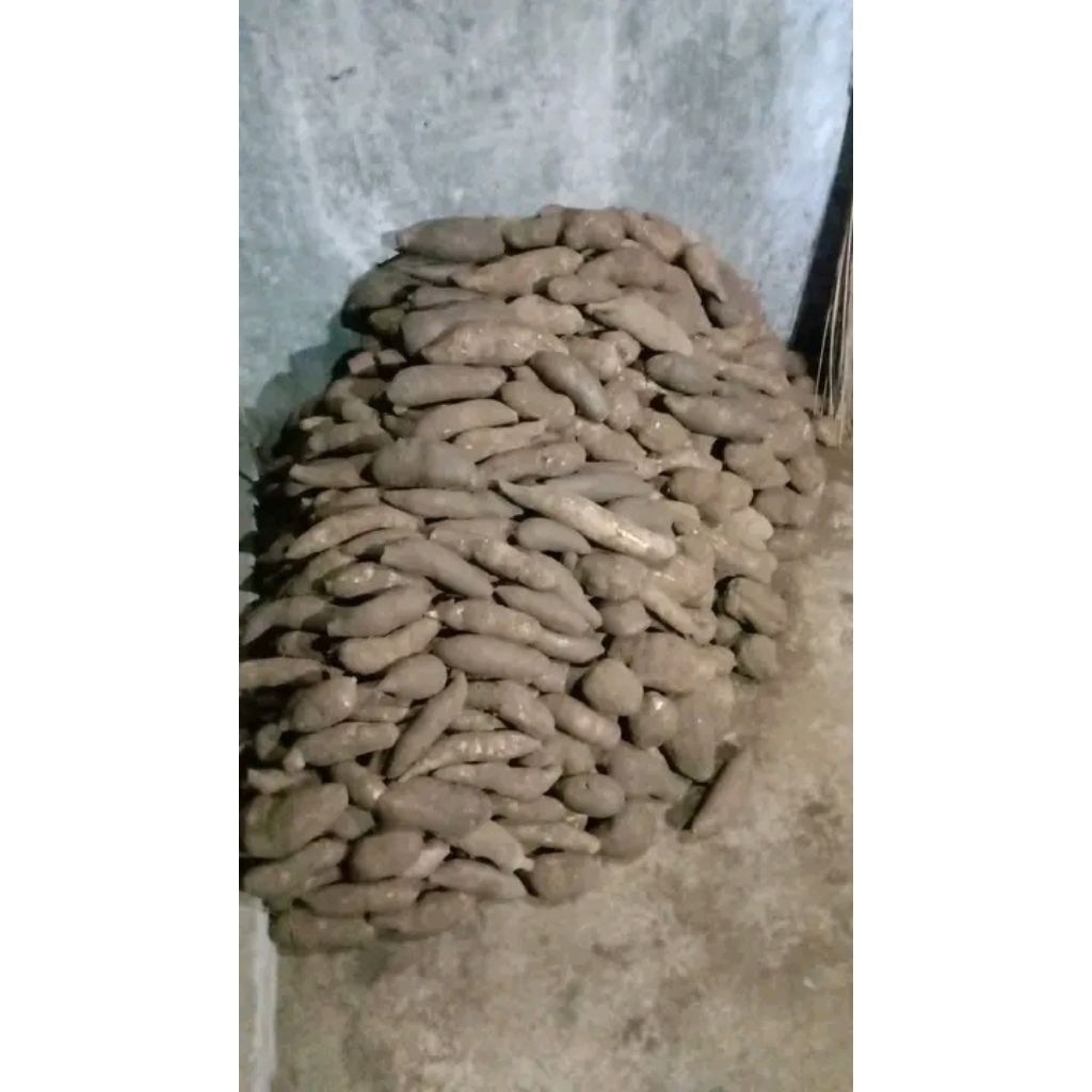 Ubi Yakon Asli Wonosobo Termurah dijamin 100% original