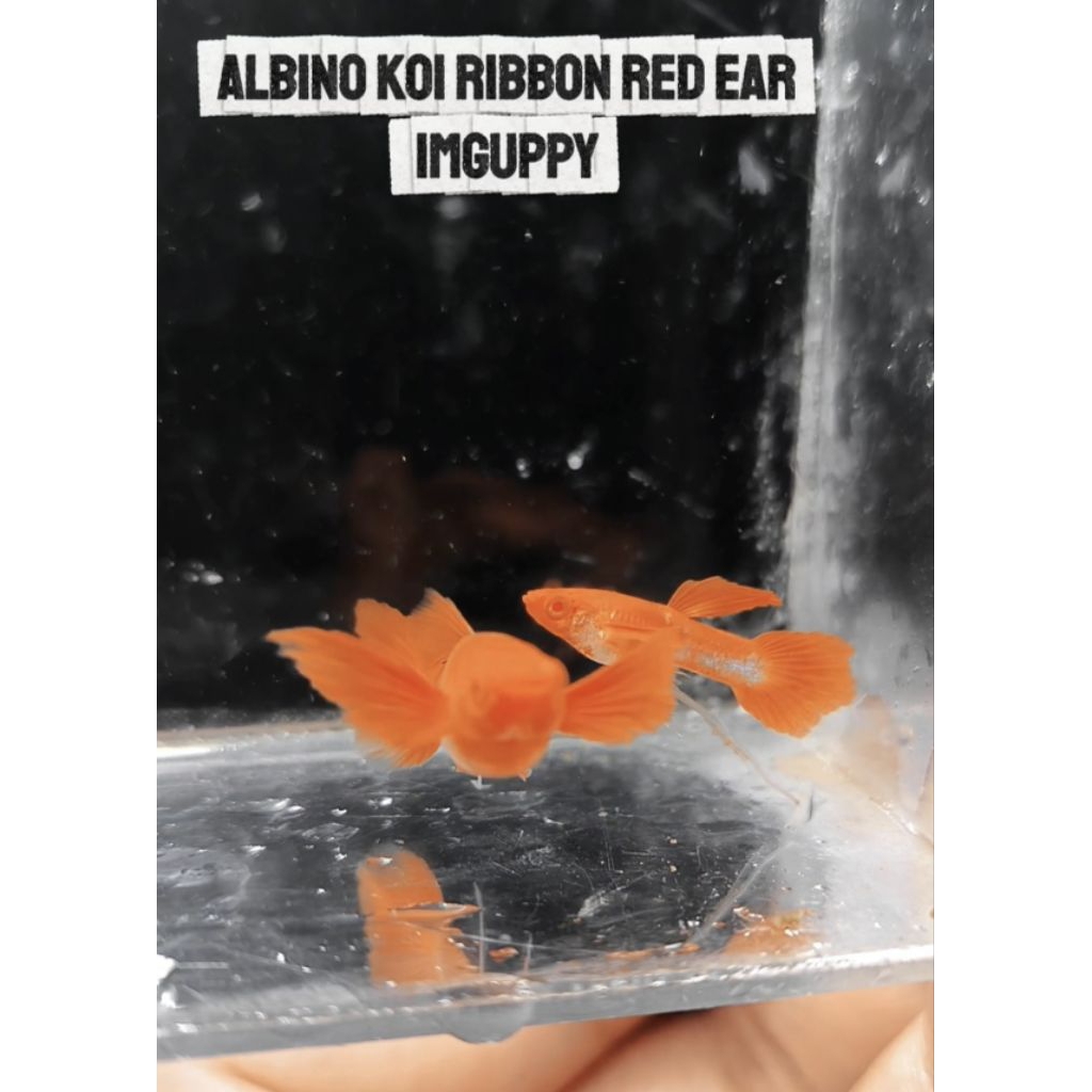 STICKER ALBINO KOI RED EAR RIBBON