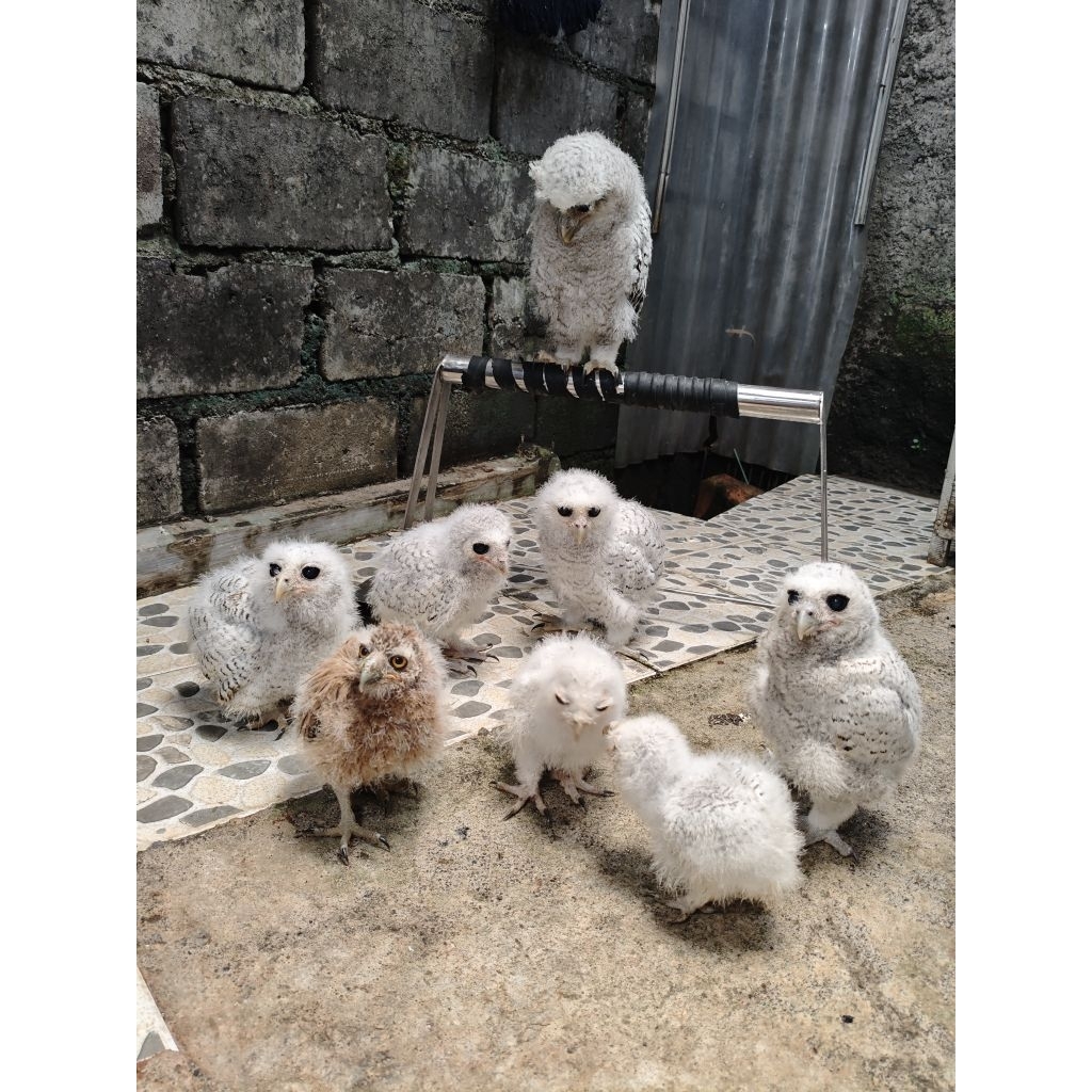 BUBO SUMATRANUS BURUNG HANTU TERBESAR DI ASIA