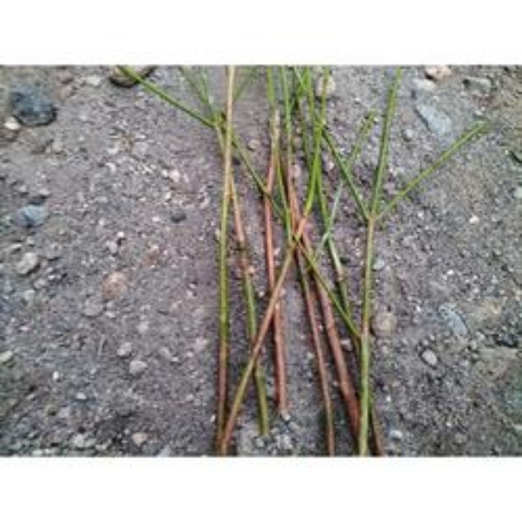 ENTRES JAMBU AIR CITRA