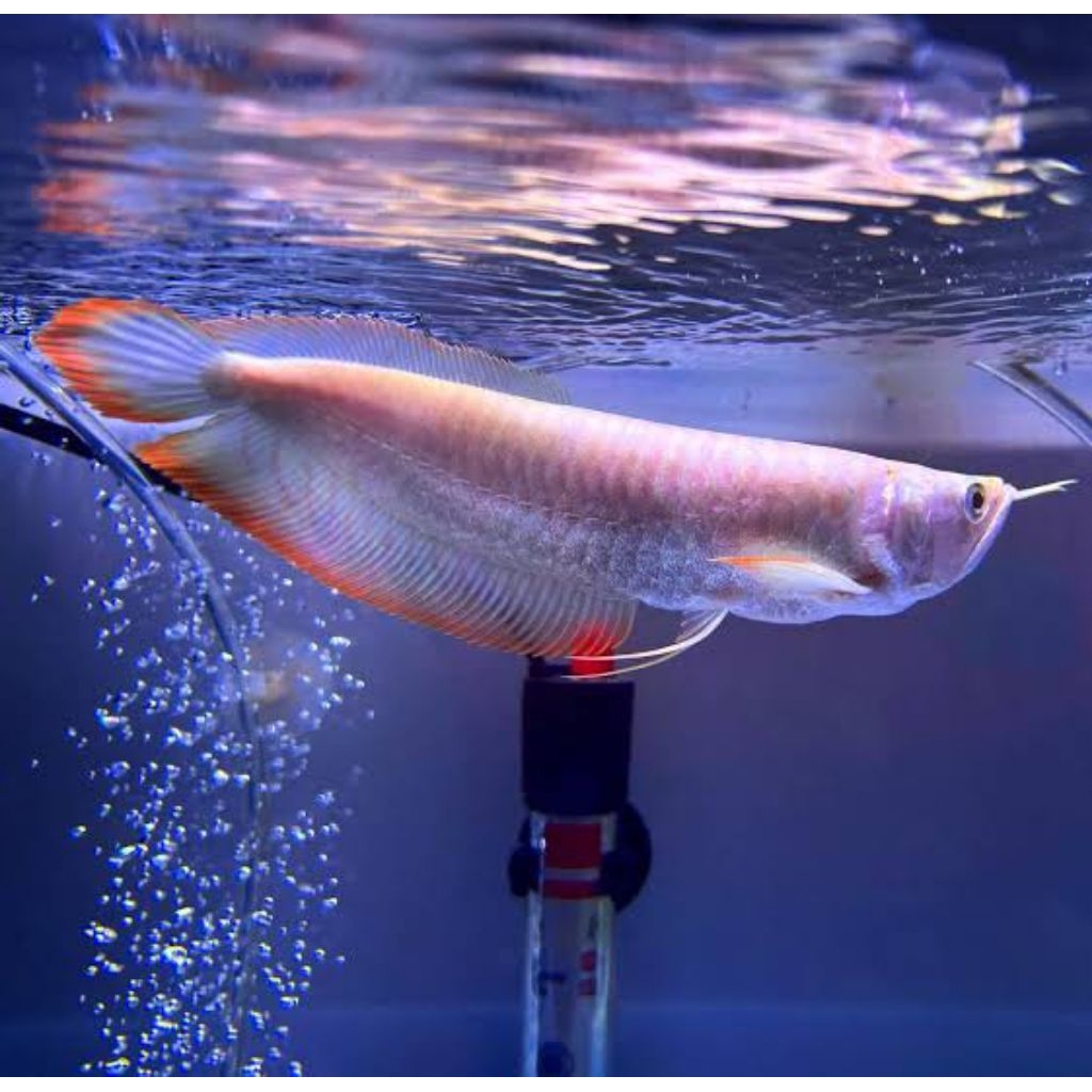 hiasan akuarium arwana silver red kualitas garansi (COD)