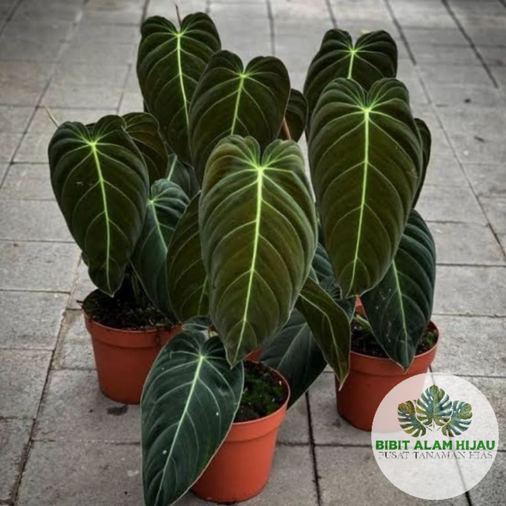 Tanaman Hias Philodendron Melano - Philodendron Melano Jumbo