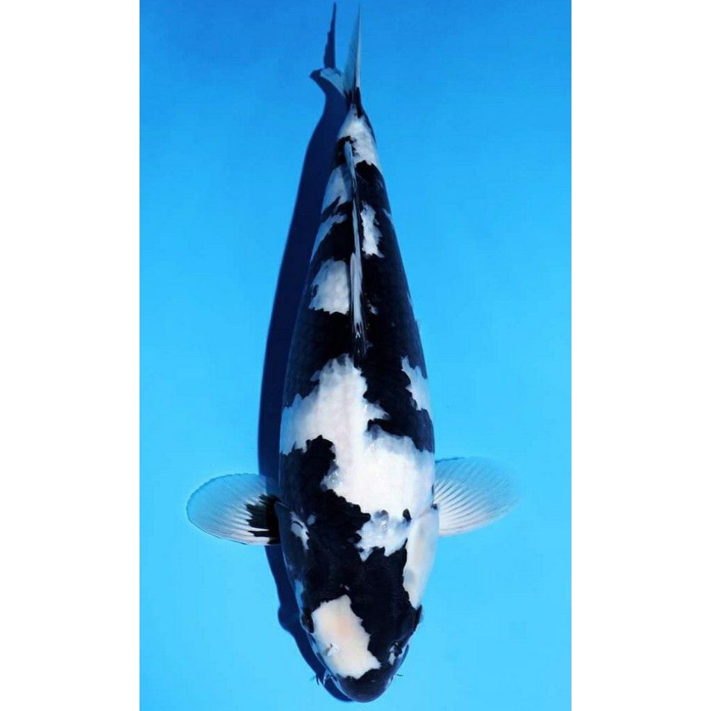 ikan koi shiro 12-14cm bibit koi shiro utsuri berkualitas