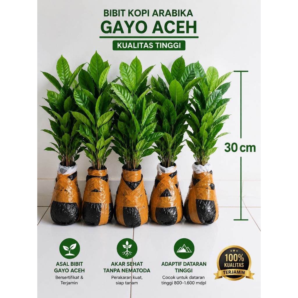 bibit kopi Arabika gayo. isi 100 pcs