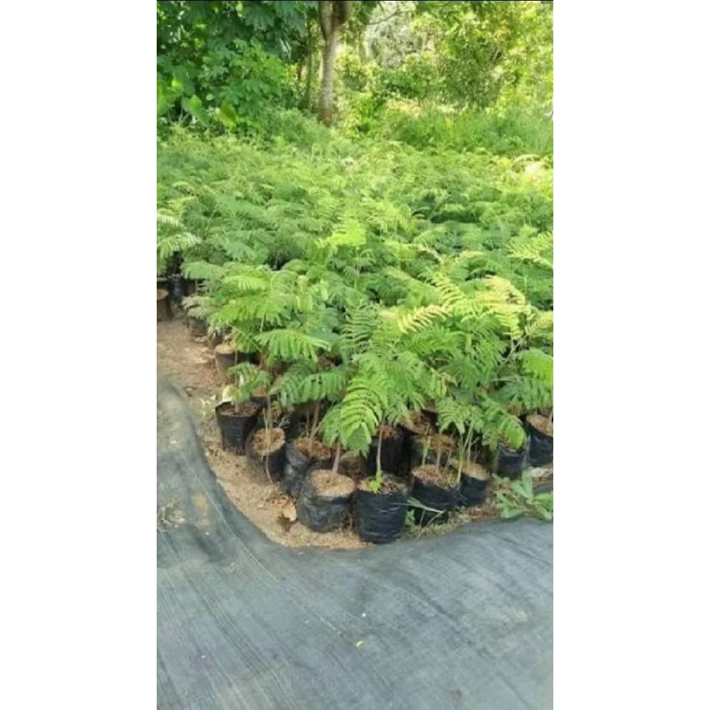 Bibit Pete - petai jumbo super unggul