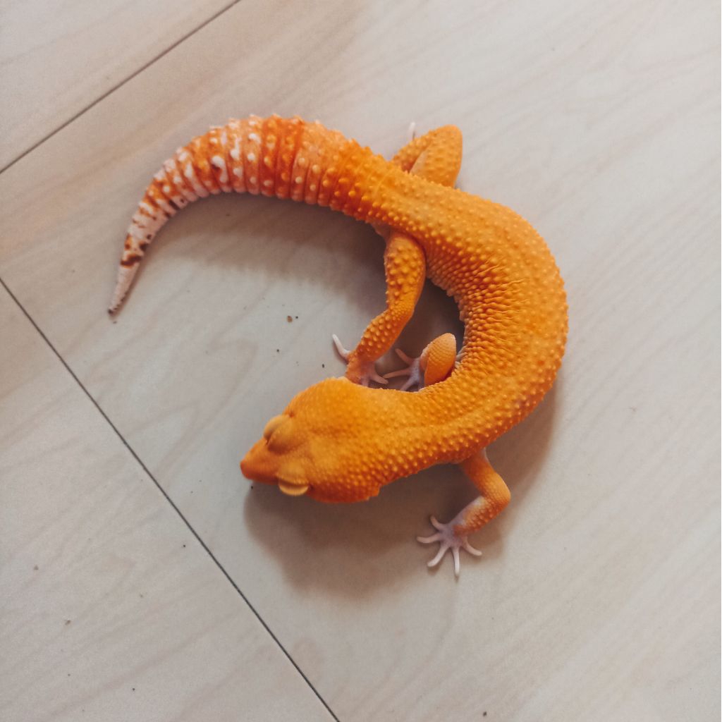 Murah mainan miniatur anak gecko dewasa (morph: Sunglow)