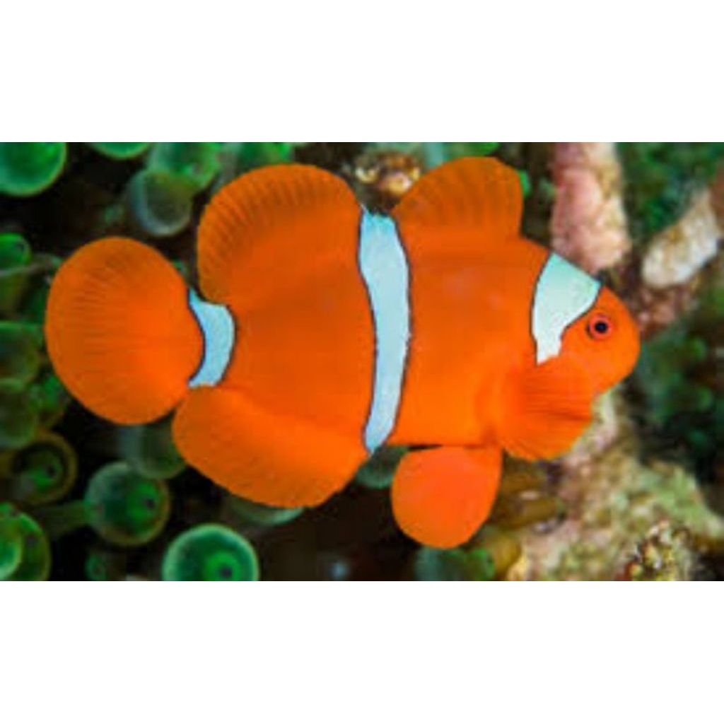 ikan badut balongan