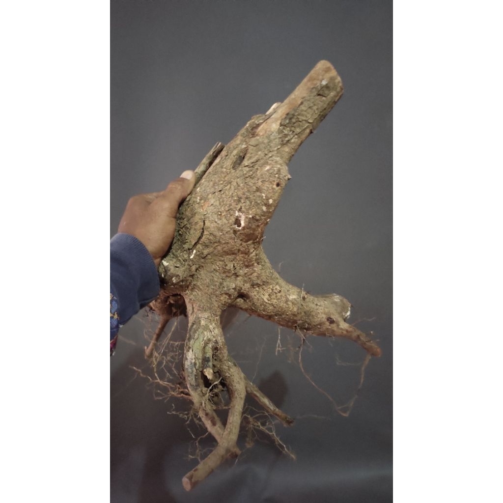 bahan bonsai Rukem pupus merah realpic sesuai gambar