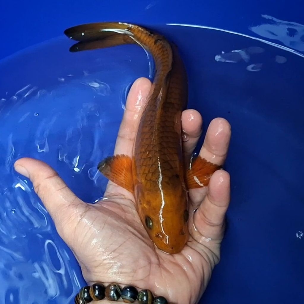 Ikan Koi Blitar Jenis Chagoi / Rumah Koi Jakarta / kode 0012