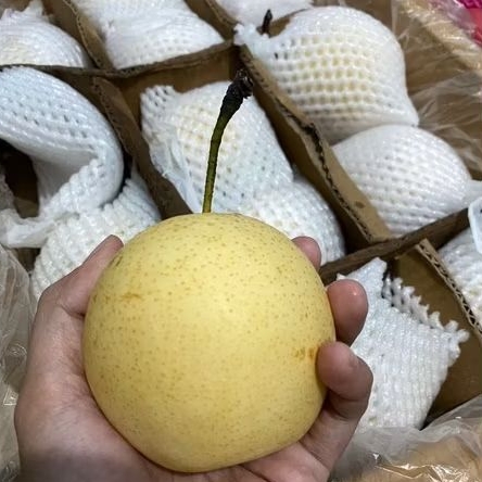Buah Pear/pir  century 1 Dus Import
