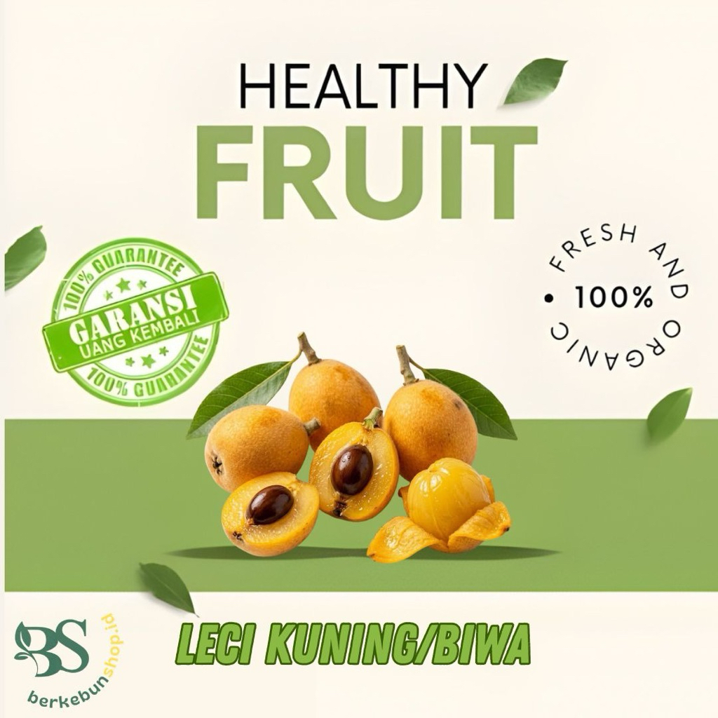 Bibit Leci kuning/Biwa Buah leci kuning bibit import buah leci biwa|leci kuning