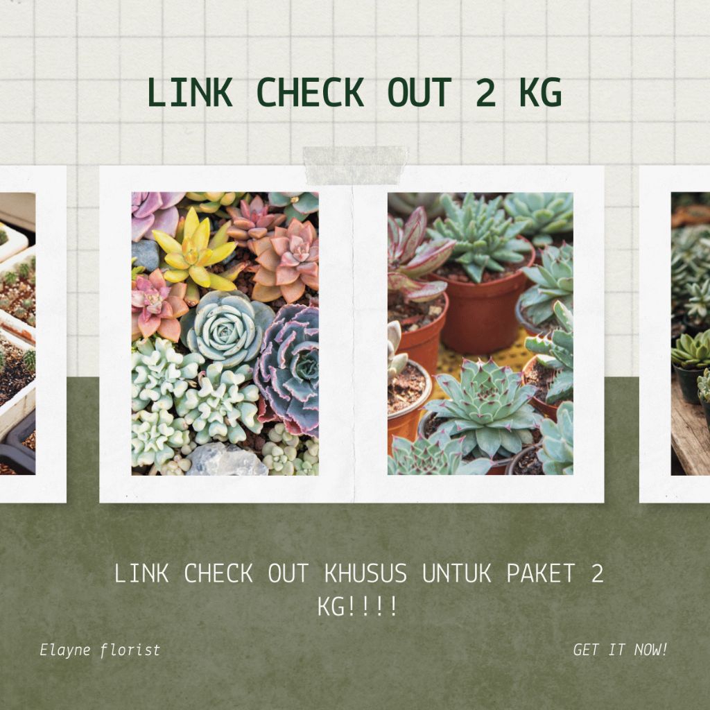 LINK CHECK OUT 2 KG / ELAYNE FLORIST