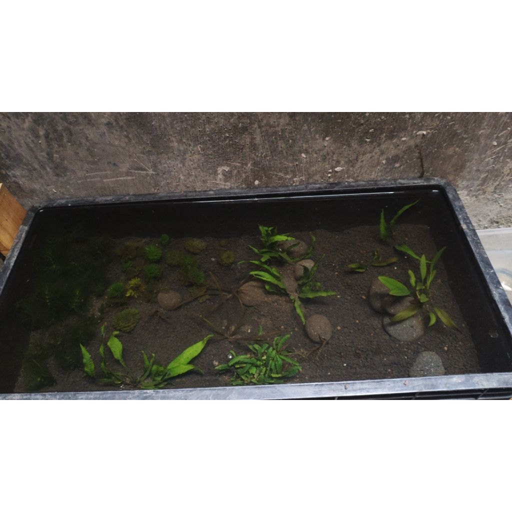 bak kolam ikan