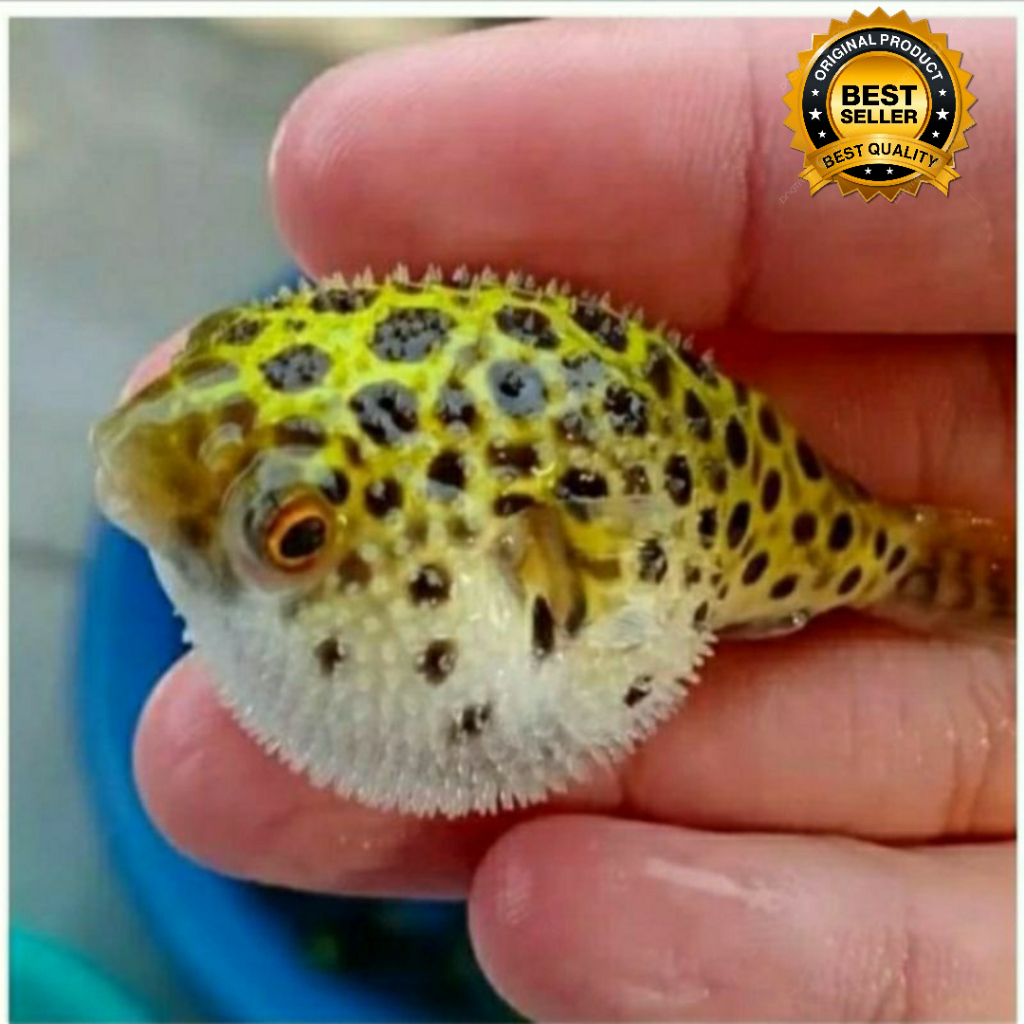 IKAN BUNTAL AIR TAWAR /IKAN MINI PUFER/PUFFER FISH/IKAN HIAS AIR TAWAR size 5-7 cm up +_