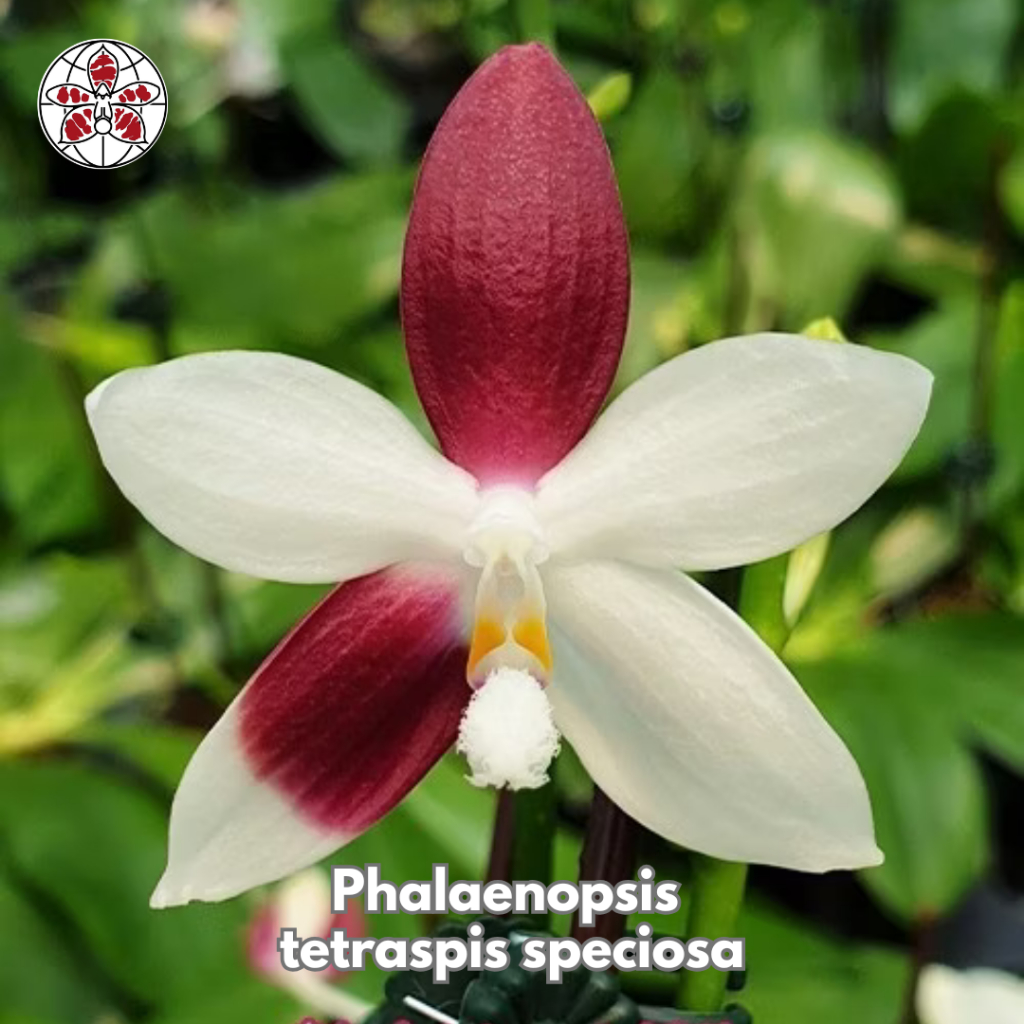 Anggrek Phalaenopsis Speciosa Red