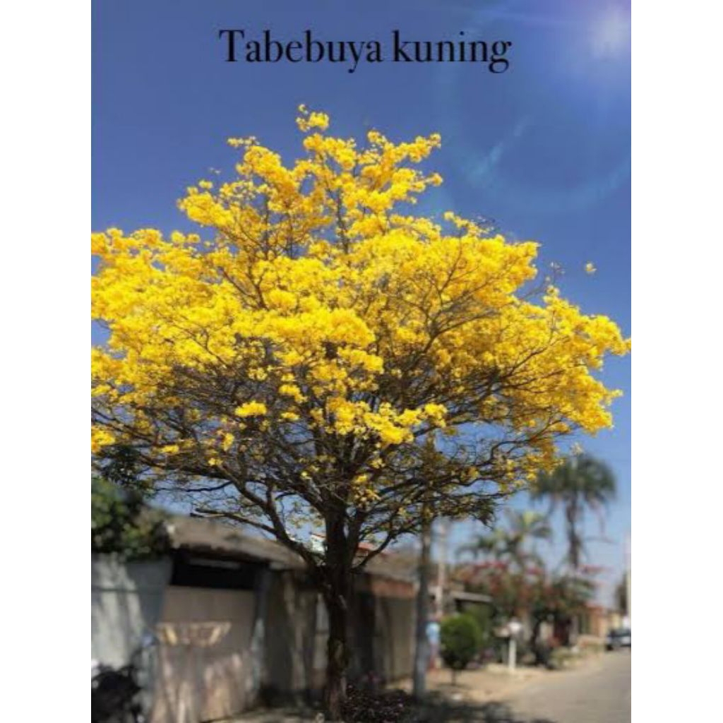 Bibit tabebuya bunga kuning - bunga tabebuya kuning stek batang